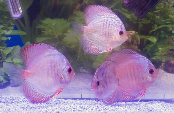 Aquarium Full Coloured Discus Fishes — Stock Photo, Image