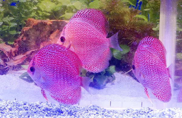 Renkli Discus Balıkları Tam Bir Akvaryum — Stok fotoğraf