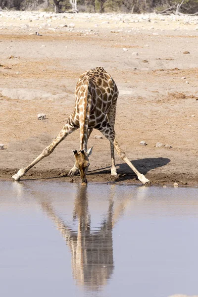 Une Girafe Buveuse Namibie Avec Réflexion — Photo