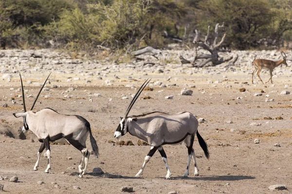 Pár Gemsbock Beisa Oryx Gazella Áll Szavanna — Stock Fotó