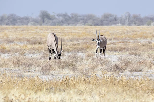 Par Gemsbock Beisa Oryx Gazella Encuentra Savannah —  Fotos de Stock