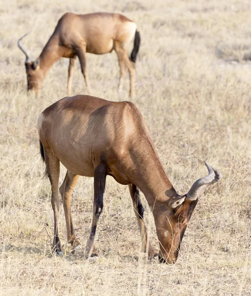 Topi Antiloper Damaliscus Botaniska Jimela Äta Marken Namibia — Stockfoto