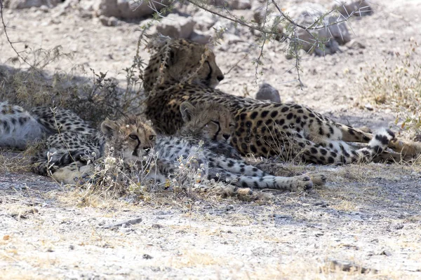 Stor Gepard Med Valpar Namibia — Stockfoto