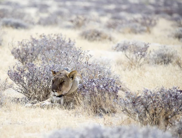 Parque Nacional Etosha Namibia Agosto 2018 Una Leona Con Cuello —  Fotos de Stock