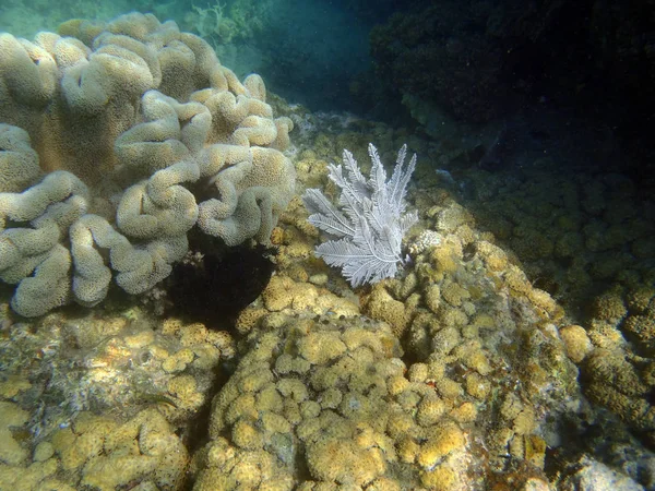 Prachtige Gekleurde Koraalrif Sulawesi Indonesië — Stockfoto