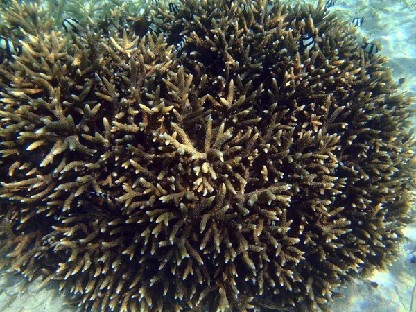 Maravilloso Arrecife Coral Colores Sulawesi Indonesia —  Fotos de Stock