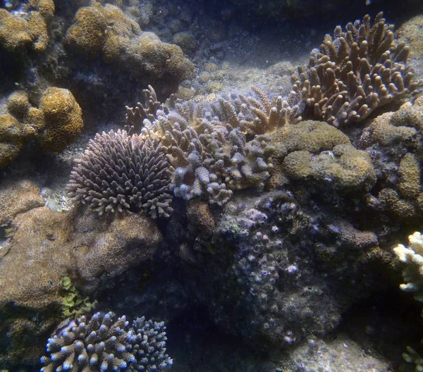 Wonderful Coloured Coral Reef Sulawesi Indonesia — Stock Photo, Image