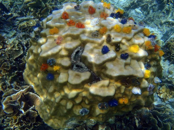 Maravilloso arrecife de coral de colores en Sulawesi — Foto de Stock