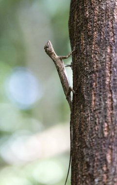 Uçan kertenkele Tangkoko Ulusal Park, Sulawesi, Endonezya