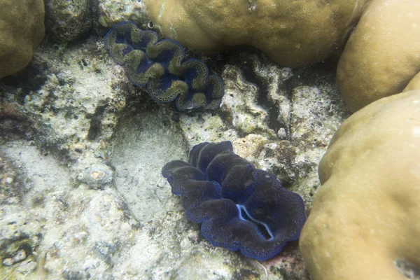 Tridacna Mussla Och Koraller Havet Togian Öarna Sulawesi Indonesien — Stockfoto