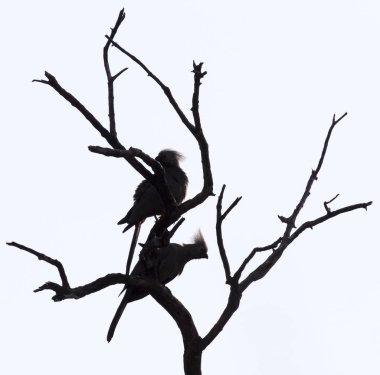 bir çalı Namibya uzak kuş siluet devam