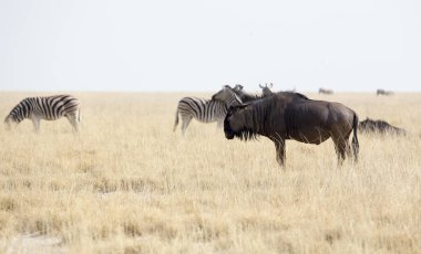 Buffalos ve zebralar Namibya Savannah