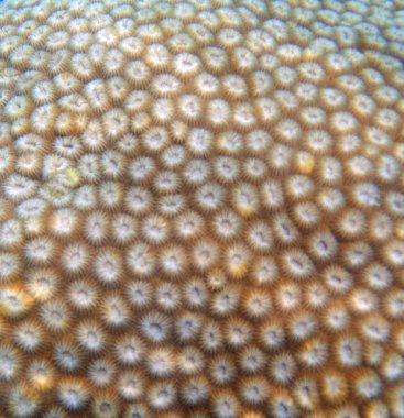 Tropikal mercan doku görünümü kapatın