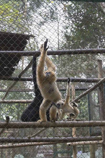 Cuc Phuong Nationalpark Vietnam Januar 2017 Lar Gibbon Auch Bekannt — Stockfoto