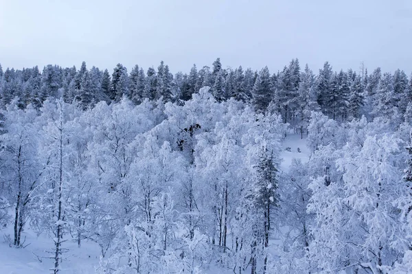 Paisaje Laponia Durante Invierno Finlandia —  Fotos de Stock