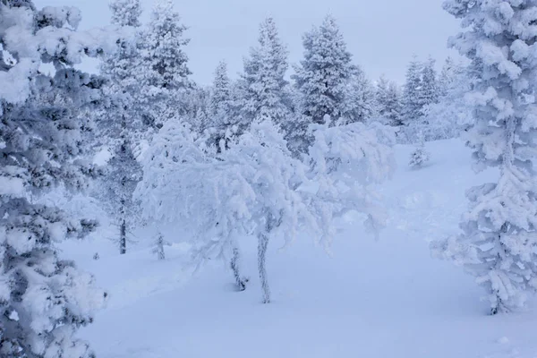 Paisaje Laponia Durante Invierno Finlandia —  Fotos de Stock