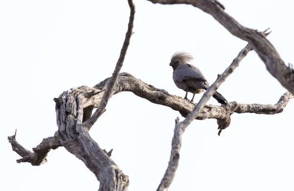 Desaparece Pájaro Arbusto Namibia — Foto de Stock