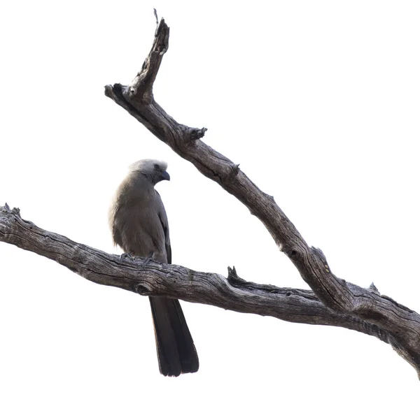 Desaparece Pájaro Arbusto Namibia —  Fotos de Stock