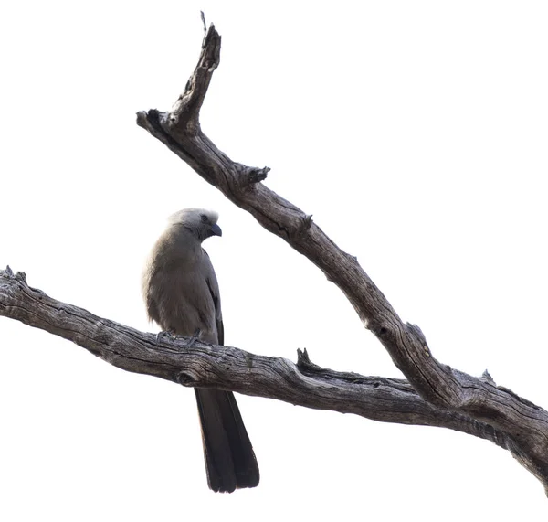 Desaparece Pájaro Arbusto Namibia — Foto de Stock