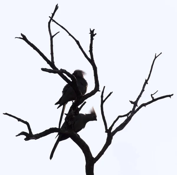 Desaparecer Aves Silueta Arbusto Namibia — Foto de Stock