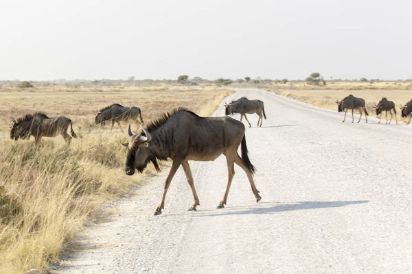 Grupo Búfalos Namibia Savannah —  Fotos de Stock