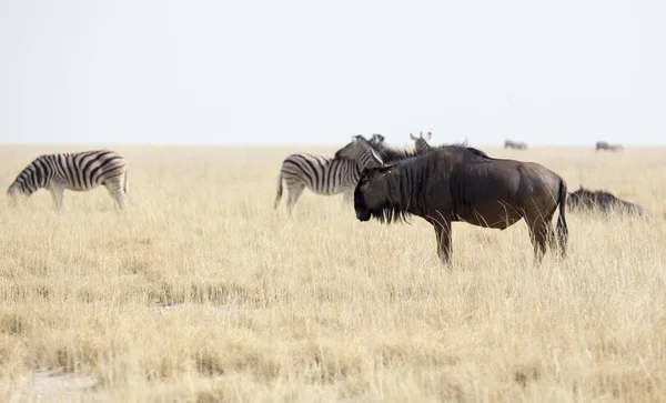 Bufflar Och Zebror Namibia Savannah — Stockfoto