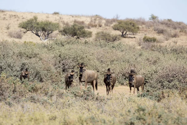 Group Buffalos Namibia Savannah — Stock Photo, Image