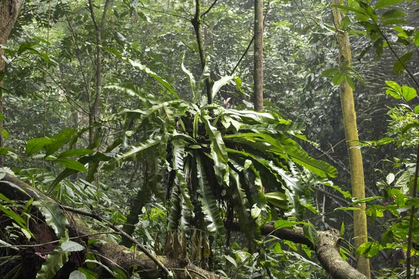 Tropický Prales Pohled Vietnamu Asie — Stock fotografie