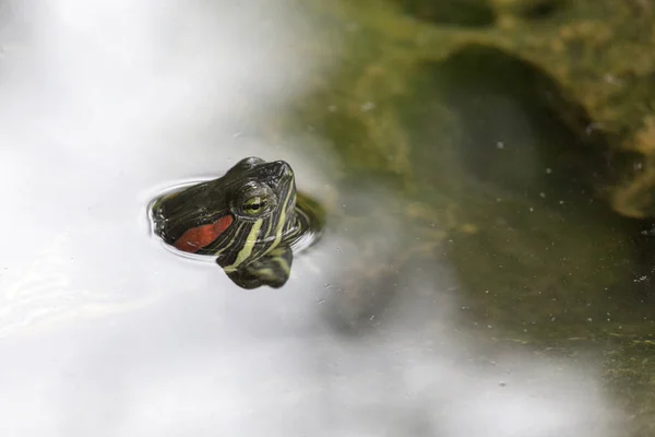 Tortuga Con Rayas Flotando Agua Cerca — Foto de Stock