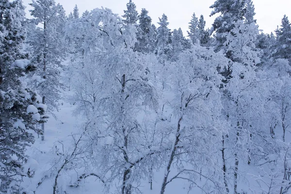 Paisaje Laponia Durante Invierno Finlandia —  Fotos de Stock