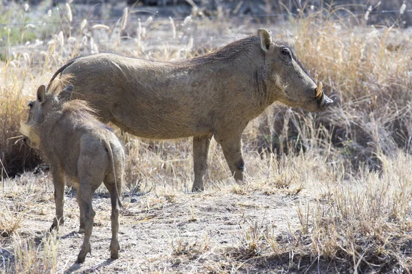 Family Wild Porks Namibia — Stock Photo, Image