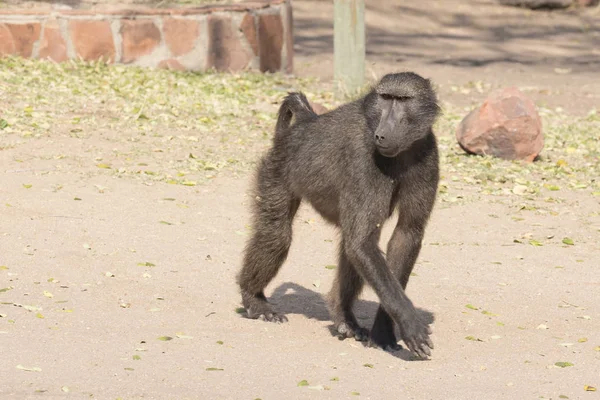 Grand Babouin Namibie Marchant Dans Camping — Photo