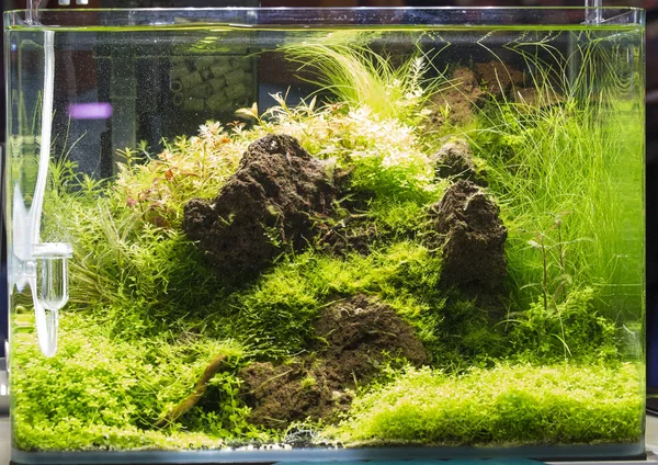 Bel Aquarium Eau Douce Planté — Photo