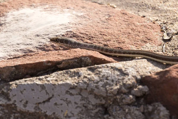 Uma Cobra Deserto Namíbia Namíbia — Fotografia de Stock