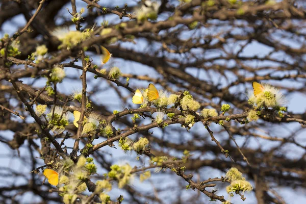 Beaucoup Papillons Jaunes Sur Arbre Namibie — Photo