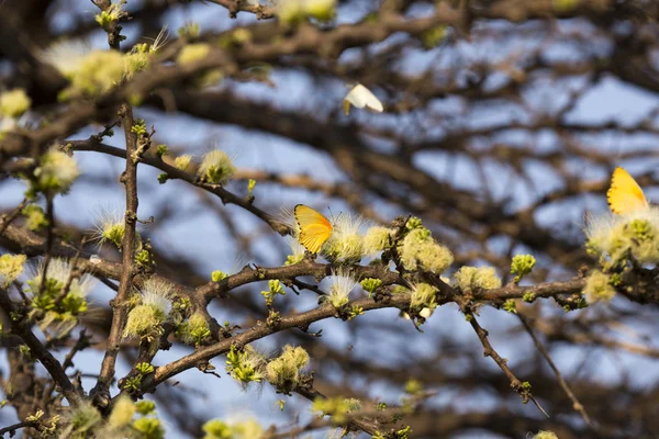 Viele Gelbe Schmetterlinge Auf Einem Baum Namibia — Stockfoto