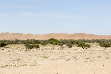 Namib Çölü görünümü, kum ve çalılar üzerinde mavi gökyüzü