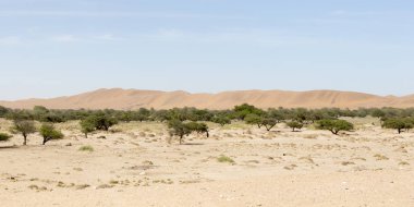 Namib Çölü görünümü, kum ve çalılar üzerinde mavi gökyüzü