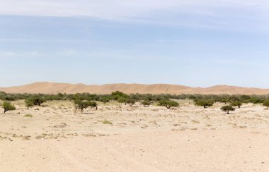 Namib Çölü görünümü, kum ve çalılar üzerinde mavi gökyüzü