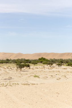 Namib Çölü görünümü, kum ve çalılar üzerinde mavi gökyüzü