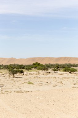 Namib Çölü görünümü, kum ve çalılar üzerinde mavi gökyüzü