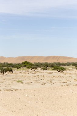 Namib Çölü görünümü, kum ve çalılar üzerinde mavi gökyüzü