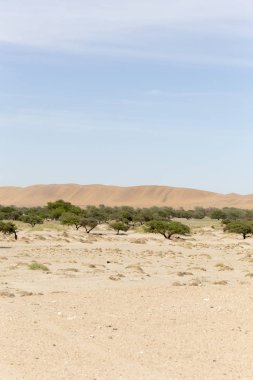 Namib Çölü görünümü, kum ve çalılar üzerinde mavi gökyüzü