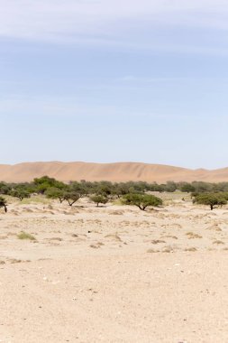 Namib Çölü görünümü, kum ve çalılar üzerinde mavi gökyüzü