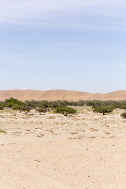 Namib Çölü görünümü, kum ve çalılar üzerinde mavi gökyüzü