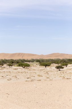 Namib Çölü görünümü, kum ve çalılar üzerinde mavi gökyüzü