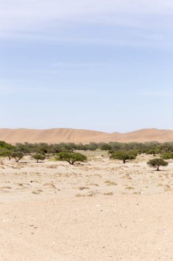 Namib Çölü görünümü, kum ve çalılar üzerinde mavi gökyüzü