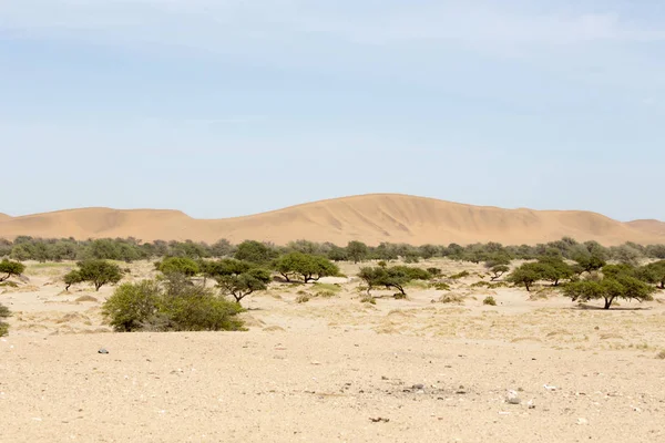 Namib Çölü görünümü, kum ve çalılar üzerinde mavi gökyüzü