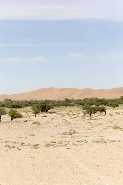 Namib Desert View Sand Och Buskar Blå Himmel — Stockfoto