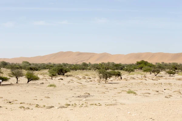 Namib Çölü görünümü, kum ve çalılar üzerinde mavi gökyüzü
